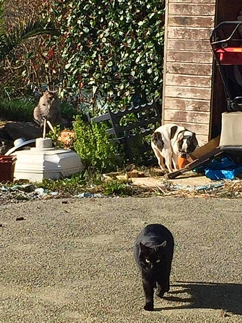 Mojito participe au concours pour gagner de l'argent avec cette photo : backyard, canidae, carnivore, dog, dog_breed, plant, sporting_group