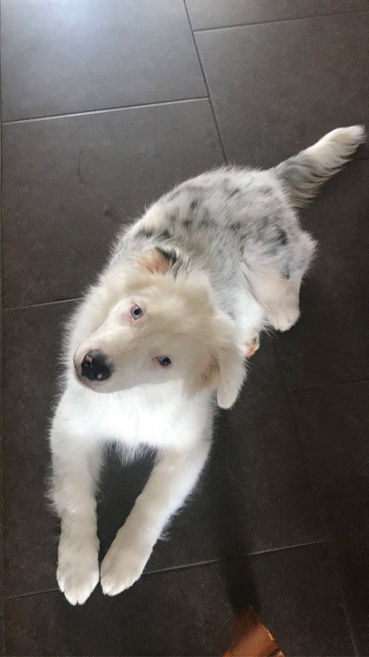 Pepsie a rejoint le concours — aidez-le/la à gagner de superbes lots ! australian_shepherd, canidae, carnivore, companion_dog, dog, dog_breed, fur, mammal, puppy, rare_breed_dog, sporting_group, tail, vertebrate