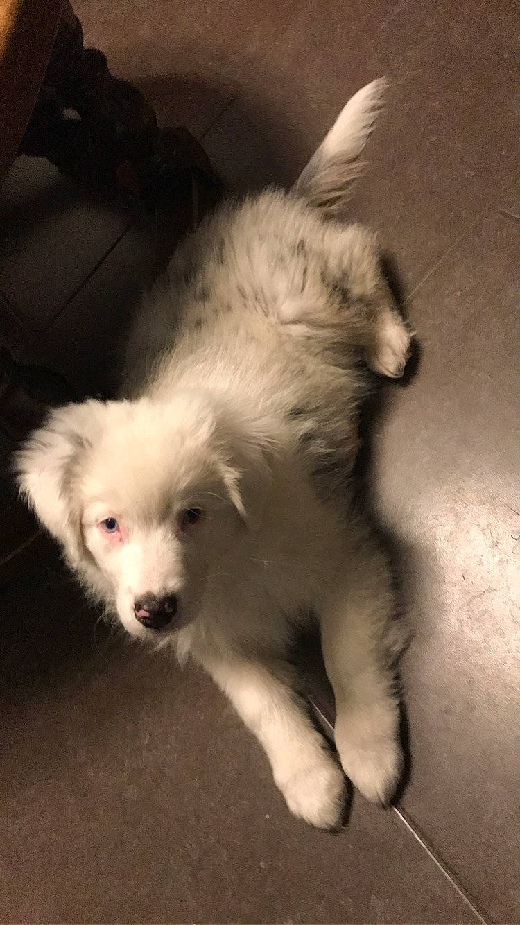 Pepsie a rejoint le concours — aidez-le/la à gagner de superbes lots ! american_eskimo_dog, border_collie, canidae, carnivore, companion_dog, dog, dog_breed, great_pyrenees, japanese_spitz, kintamani, mammal, maremma_sheepdog, miniature_australian_shepherd, mucuchies, puppy, rare_breed_dog, samoyed, small_greek_domestic_dog, vertebrate