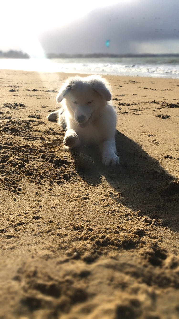 Pepsie a rejoint le concours — aidez-le/la à gagner de superbes lots ! american_eskimo_dog, beach, berger_blanc_suisse, canidae, carnivore, dog, dog_breed, great_pyrenees, japanese_spitz, maremma_sheepdog, ocean, puppy, samoyed, sand, sea, sunlight