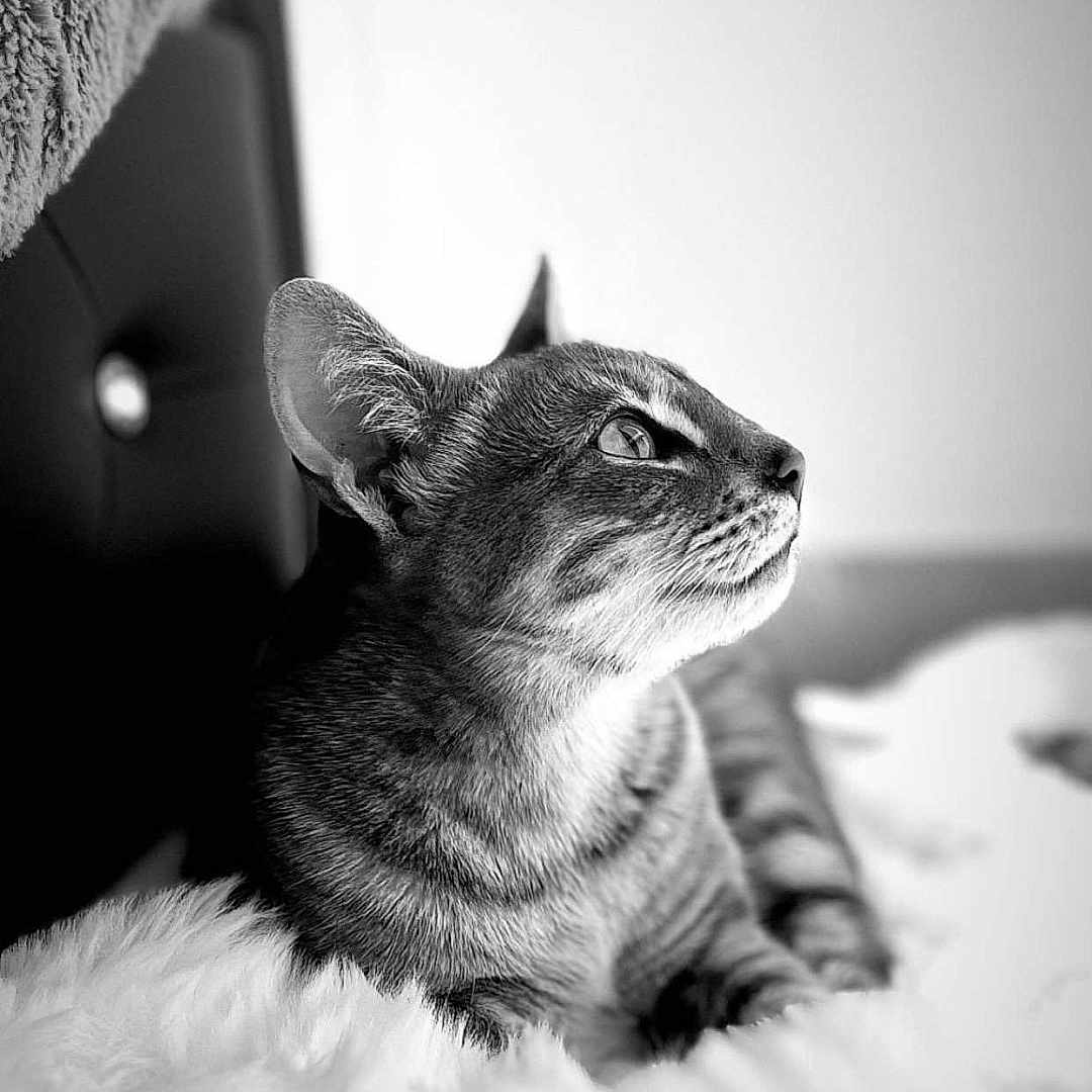 Misuki participe au concours pour gagner de l'argent avec cette photo : animal, bed, black_and_white, blanket, cat, closeup, cozy, curious, ear, feline, fur, indoor, pet, portrait, profile_view, relaxed, sleeping_area, soft_texture, tabby_cat, whiskers