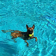 Udexe a rejoint le concours — aidez-le/la à gagner de superbes lots ! dog, swimming, pool, water, tennis_balls, pet, animal, fetch, summer, outdoor, canine, playful, active, blue, ripples, sunlight, recreation, fun, wet, exercise