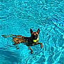 dog, swimming, pool, water, tennis_balls, pet, animal, fetch, summer, outdoor, canine, playful, active, blue, ripples, sunlight, recreation, fun, wet, exercise