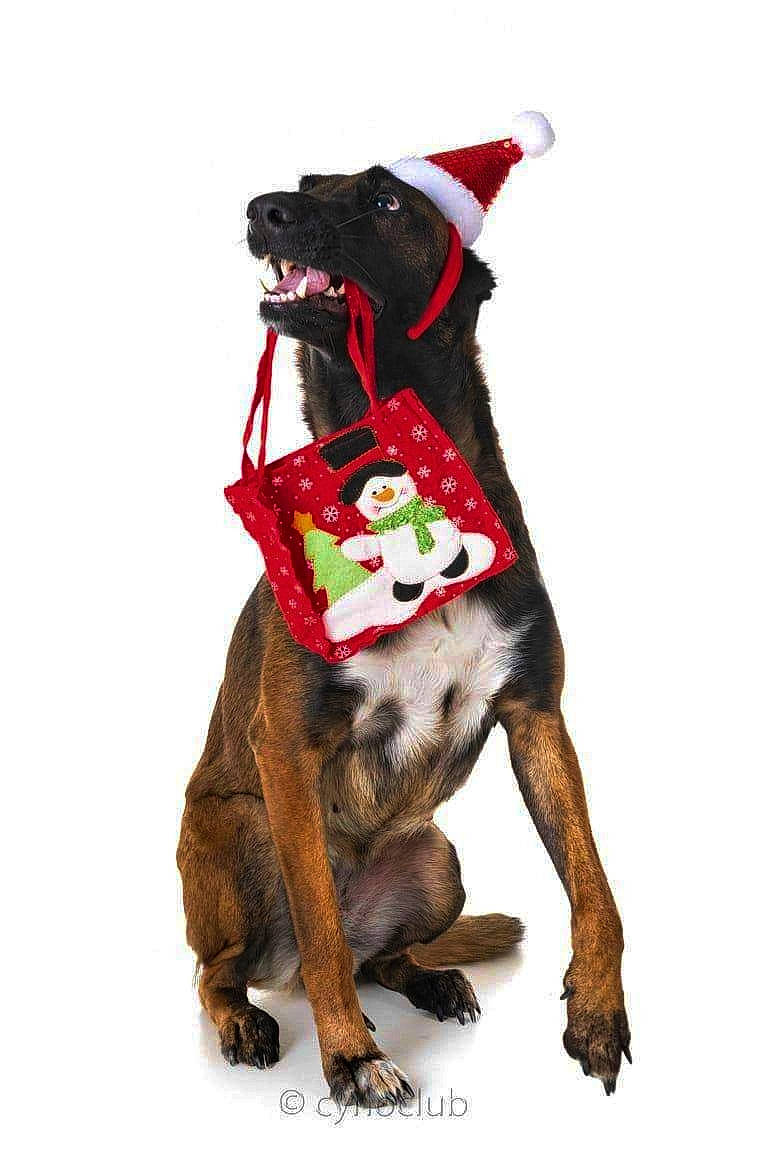 Mafia De La Croix De Chevalier