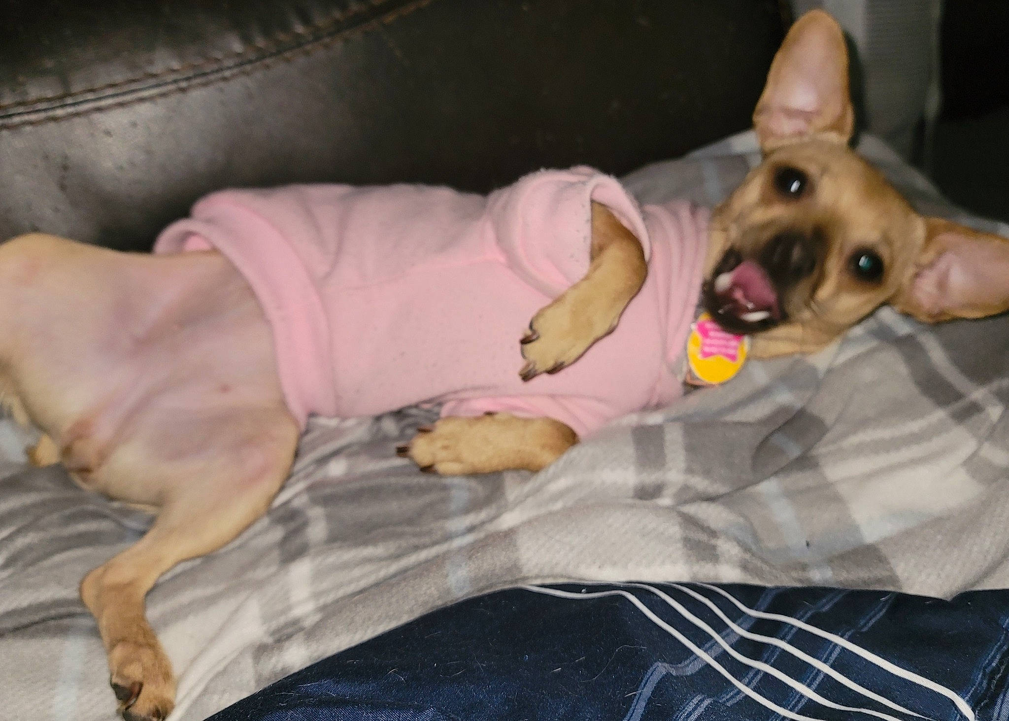 Bella Grace is registered to the contest to win money with this photo: canidae, carnivore, comfort, companion_dog, dog, dog_breed, dog_supply, ear, fawn, fur, knee, linens, non_sporting_group, paw, sitting, snout, sporting_group, thigh, toy_dog, working_animal