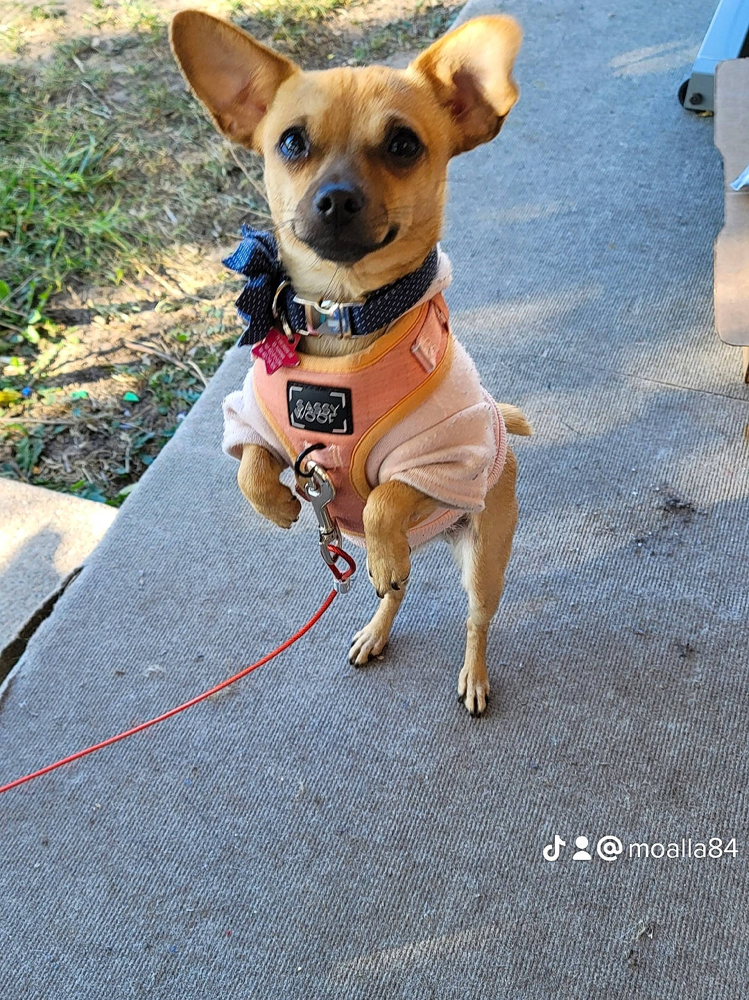 Bella Grace joined the competition — help win amazing prizes! carnivore, chihuahua, collar, companion_dog, dog, dog_breed, dog_clothes, dog_collar, dog_supply, fawn, leash, paw, pet_supply, plant, snout, sporting_group, sunglasses, toy_dog, whiskers, working_animal