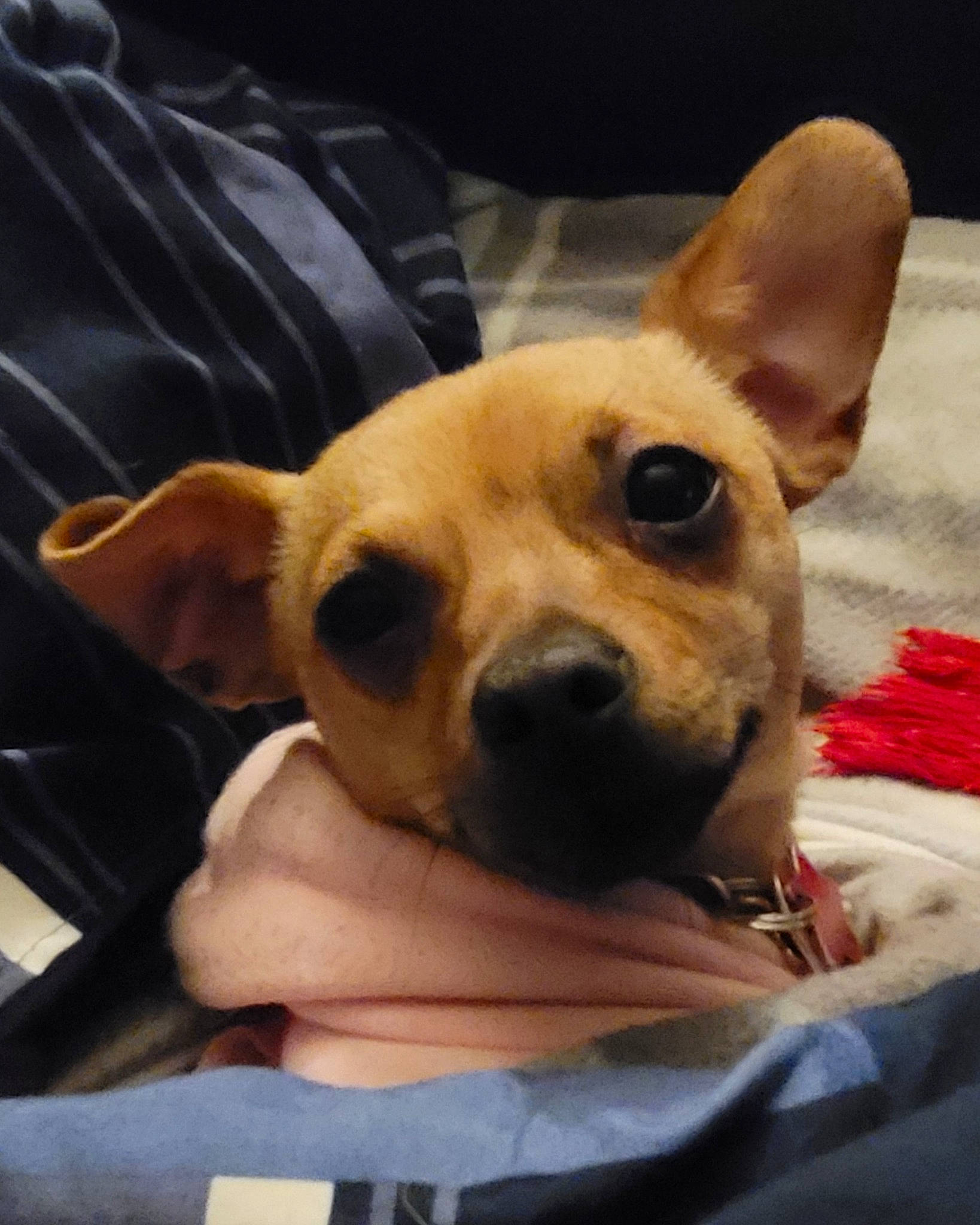 Bella Grace is registered to the contest to win money with this photo: carnivore, clock, comfort, companion_dog, corgi_chihuahua, dog, dog_breed, dog_supply, ear, fawn, fur, mammal, paw, puppy_love, russkiy_toy, sporting_group, toy_dog, vertebrate, whiskers, working_animal