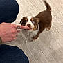 Milo participe au concours pour gagner de l'argent avec cette photo : puppy, dog, brown, white, blue_eyes, finger, tattoo, jeans, floor, wooden_floor, nibble, tail, playful, cute, small, pet, indoor, interaction, curious, fluffy