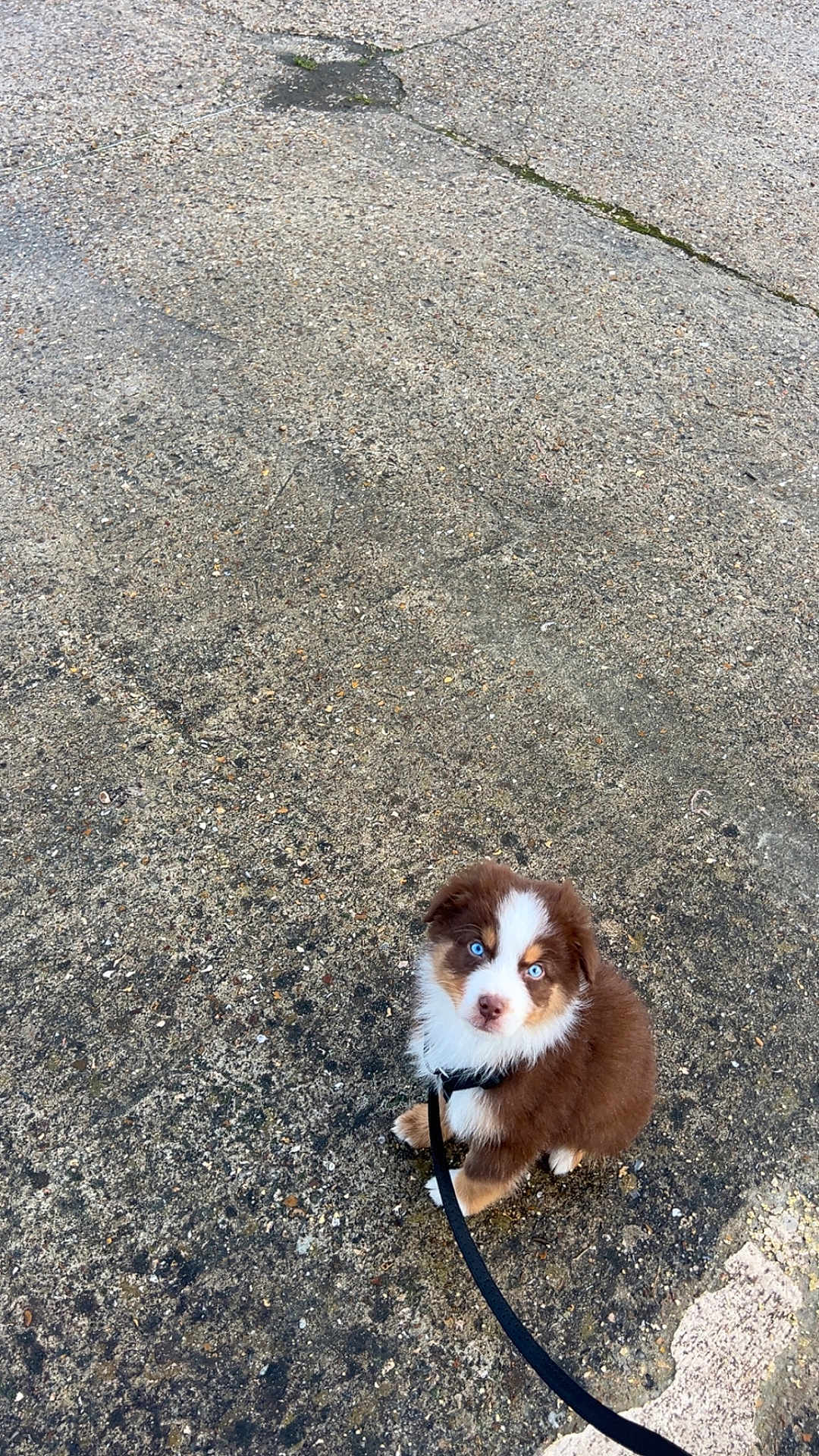 Milo a rejoint le concours — aidez-le/la à gagner de superbes lots ! puppy, dog, brown, white, blue_eyes, leash, sitting, concrete, outdoor, cute, pet, animal, fur, young, small, curious, looking_up, walk, companion, adorable