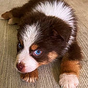 Milo a rejoint le concours — aidez-le/la à gagner de superbes lots ! puppy, dog, blue_eyes, brown_fur, white_fur, indoor, wooden_floor, pet, cute, lying_down, young_dog, animal, domestic_animal, fur, close_up, flooring, adorable, small, face, paws