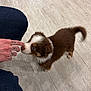 Milo participe au concours pour gagner de l'argent avec cette photo : puppy, dog, brown, white, fur, floor, wooden_floor, person, hand, finger, tattoo, jeans, cute, pet, animal, indoor, small, tail, sniffing, curious