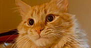 Duman participe au concours pour gagner de l'argent avec cette photo : cat, ginger_cat, fluffy, furry, kitten, pet, animal, portrait, close_up, face, eyes, whiskers, ears, nose, orange_fur, long_hair, curious, indoors, warm_lighting, cute