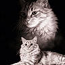 Duman participe au concours pour gagner de l'argent avec cette photo : cat, kitten, fluffy, long_hair, feline, portrait, black_and_white, monochrome, studio, dramatic_lighting, close_up, sitting, lying_down, whiskers, ears, fur, pet, animal, dark_background, family