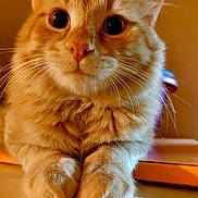 Duman participe au concours pour gagner de l'argent avec cette photo : cat, kitten, orange_cat, fluffy, longhaired, feline, pet, animal, closeup, portrait, face, eyes, whiskers, ears, paws, fur, sitting, indoors, warm_lighting, curious