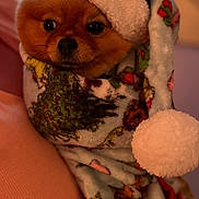 Peaches is registered to the contest to win money with this photo: dog, small_dog, wrapped, blanket, hat, pom_pom, cozy, cute, pet, fur, indoors, warm, snug, animal, portrait, christmas, holiday, soft, face, closeup