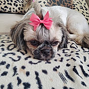 Candy participe au concours pour gagner de l'argent avec cette photo : dog, small_dog, bow, pink_bow, pony_tail, leopard_print, blanket, resting, sleepy, fur, cute, pet, animal, indoor, cozy, face, close_up, adorable, soft_texture, home
