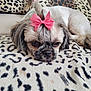 dog, small_dog, bow, pink_bow, pony_tail, leopard_print, blanket, resting, sleepy, fur, cute, pet, animal, indoor, cozy, face, close_up, adorable, soft_texture, home