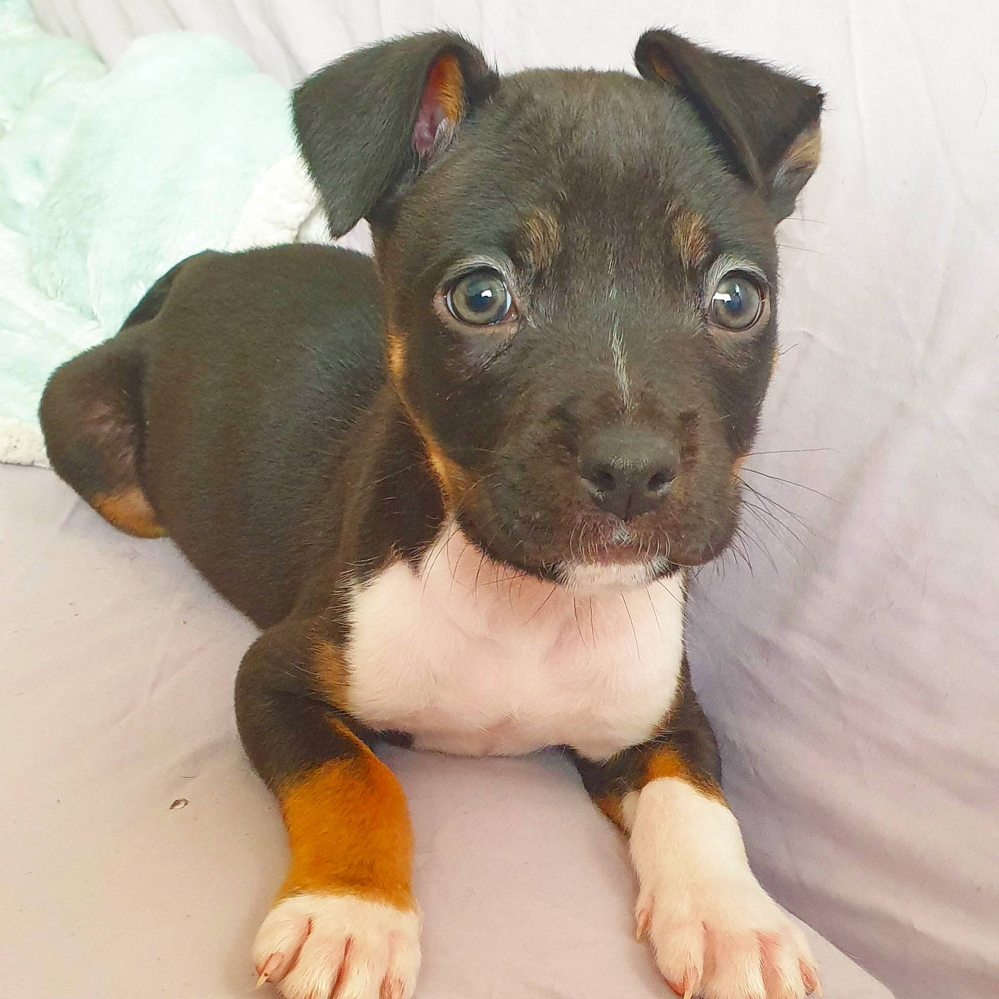 Sparow a rejoint le concours — aidez-le/la à gagner de superbes lots ! canidae, carnivore, comfort, companion_dog, dog, dog_breed, ear, fawn, fur, liver, non_sporting_group, paw, puppy, snout, sporting_group, terrestrial_animal, toy_dog, whiskers, working_animal