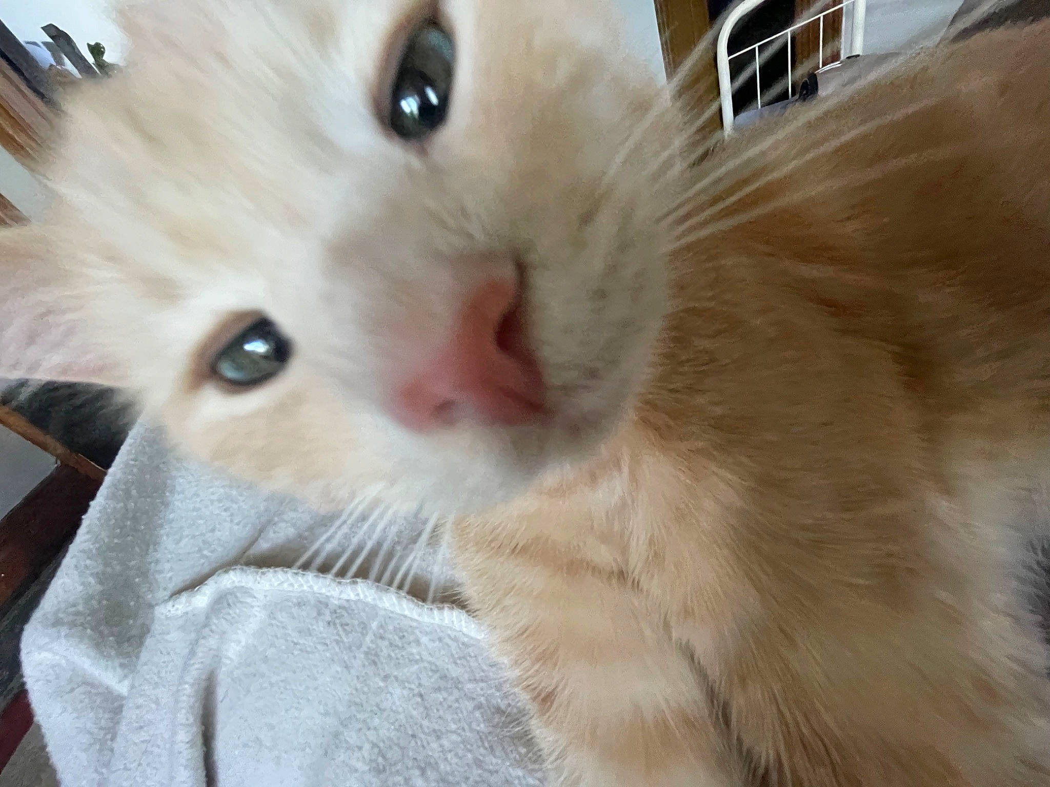 Angus is registered to the contest to win money with this photo: carnivore, cat, claw, cockatoo, comfort, companion_dog, domestic_rabbit, domestic_short_haired_cat, ear, fawn, felidae, fur, paw, rabbits_and_hares, small_to_medium_sized_cats, snout, whiskers, window