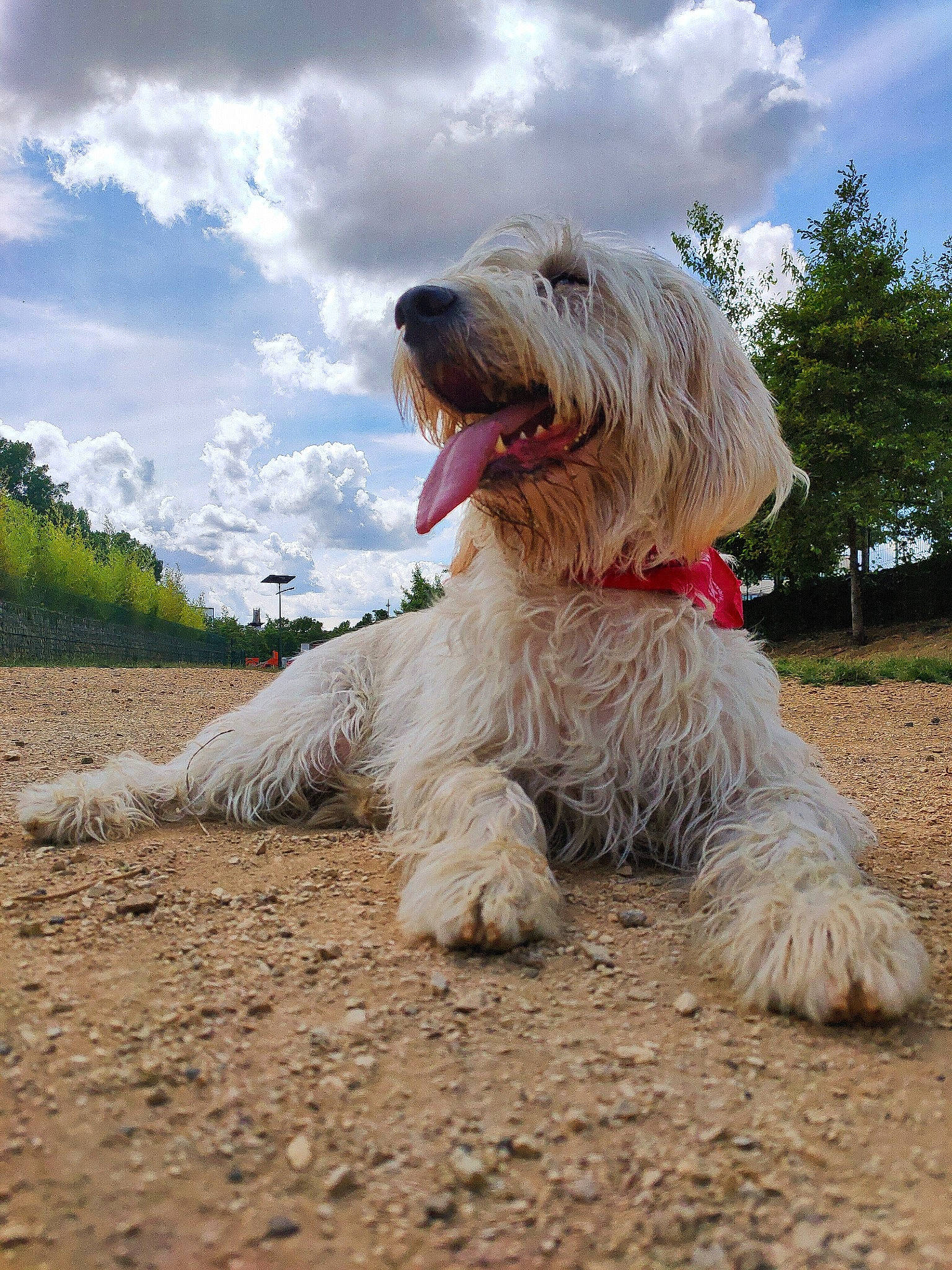 Orius a rejoint le concours — aidez-le/la à gagner de superbes lots ! canidae, carnivore, cloud, companion_dog, cumulus, dog, dog_breed, fur, giant_dog_breed, grass, plant, romanian_mioritic_shepherd_dog, sky, small_terrier, snout, sporting_group, terrier, toy_dog, tree, water_dog