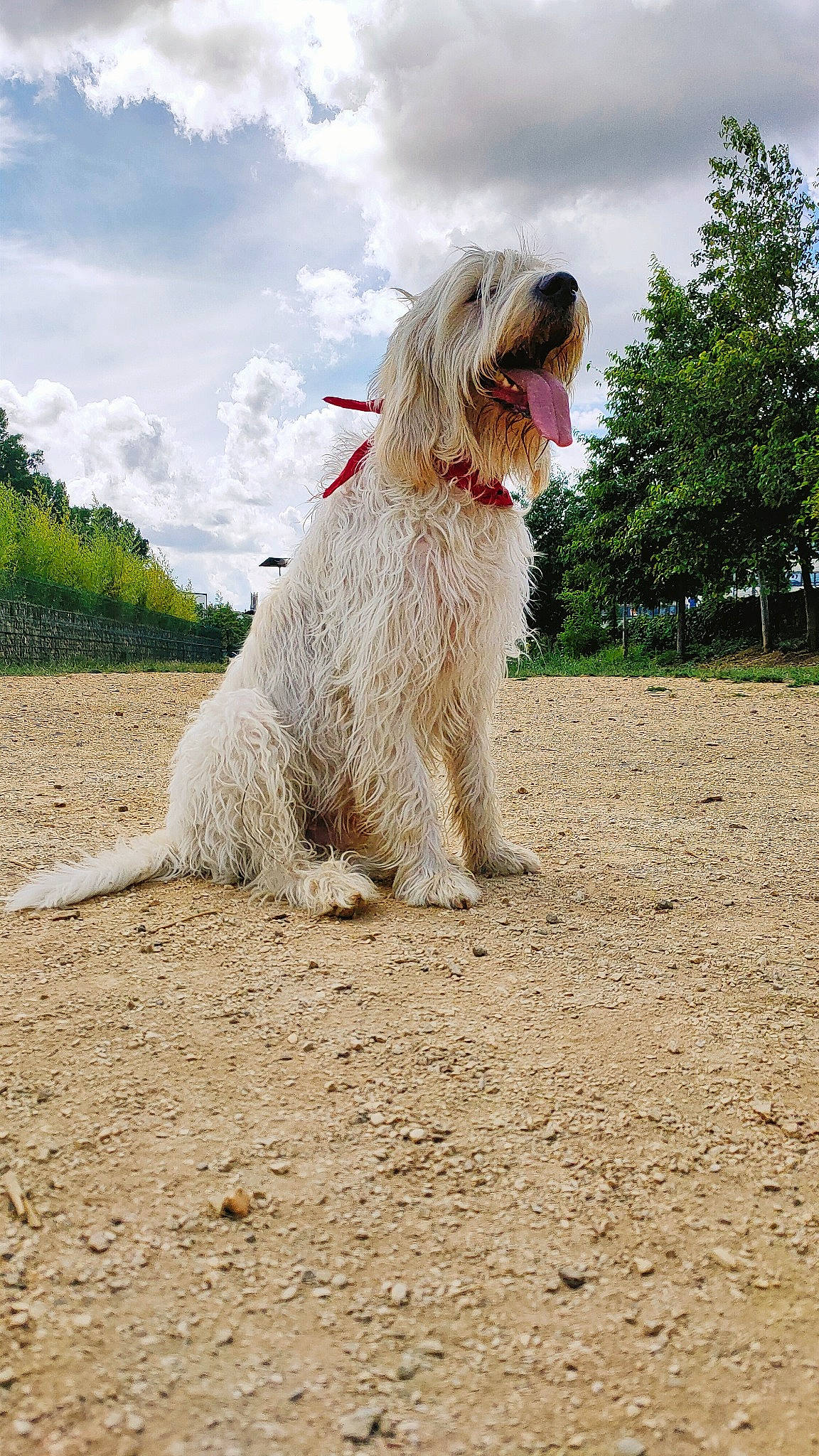 Orius a rejoint le concours — aidez-le/la à gagner de superbes lots ! canidae, carnivore, cloud, companion_dog, dog, dog_breed, dog_supply, giant_dog_breed, grass, non_sporting_group, plant, sky, small_terrier, soil, sporting_group, terrier, tree, water_dog, working_animal, working_dog