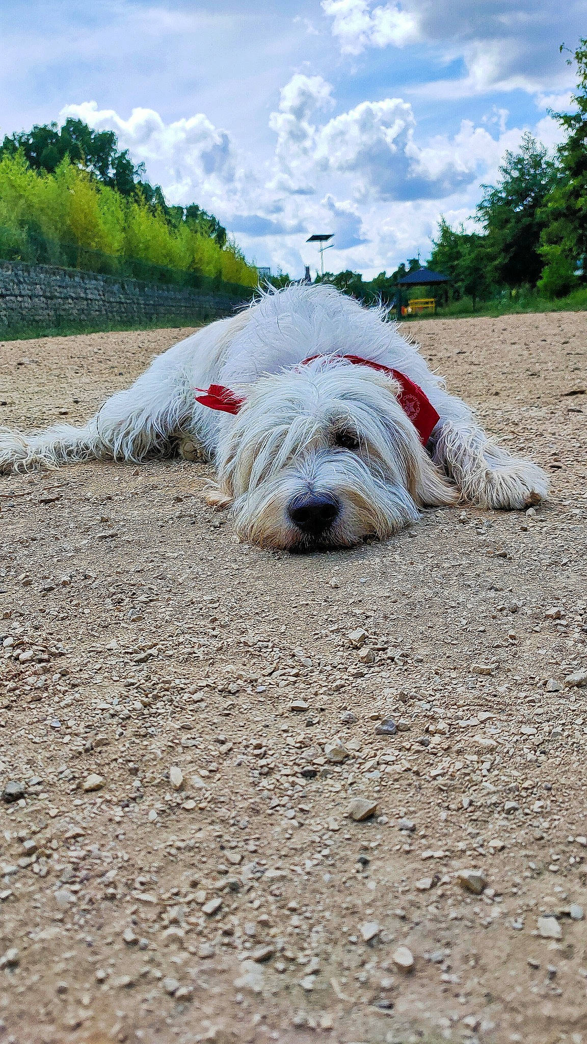 Orius participe au concours pour gagner de l'argent avec cette photo : adventure, asphalt, canidae, carnivore, cloud, companion_dog, dog, dog_breed, grass, landscape, leash, plant, road_surface, sky, snout, soil, sporting_group, terrestrial_animal, tree, working_animal