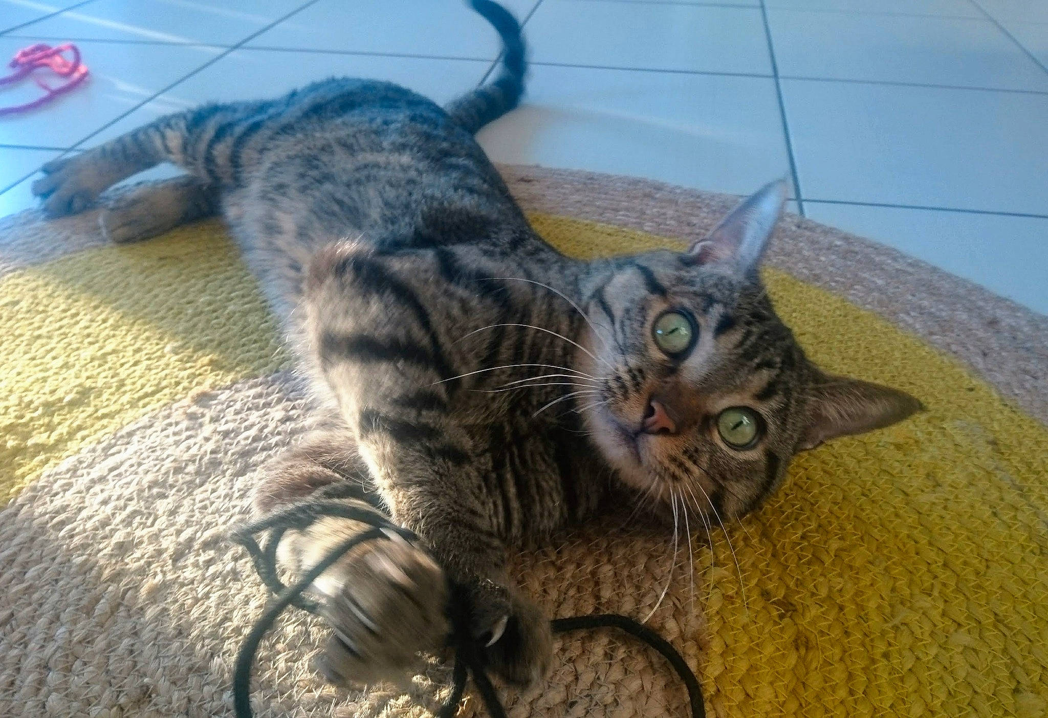 Gus participe au concours pour gagner de l'argent avec cette photo : carnivore, cat, claw, comfort, domestic_short_haired_cat, felidae, flooring, fur, grey, paw, small_to_medium_sized_cats, snout, tail, terrestrial_animal, whiskers