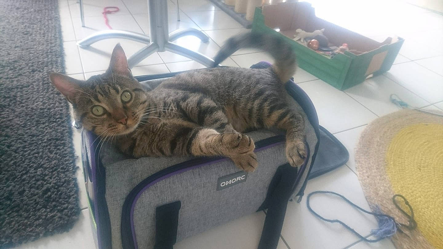 Gus participe au concours pour gagner de l'argent avec cette photo : carnivore, cat, claw, comfort, domestic_short_haired_cat, felidae, fur, nap, paw, sitting, small_to_medium_sized_cats, snout, tail, tree, whiskers