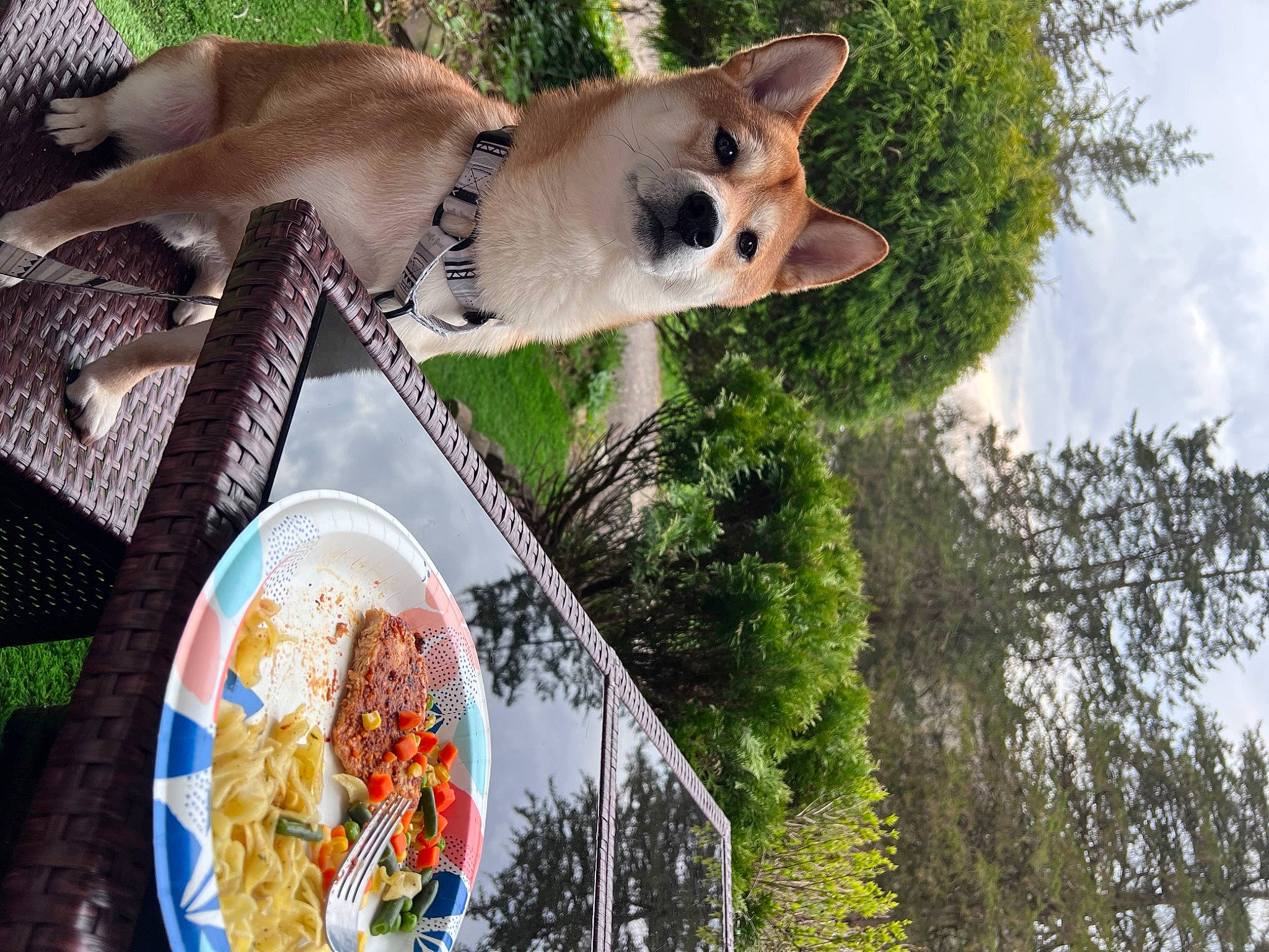 Kenji joined the competition — help win amazing prizes! carnivore, cloud, collar, companion_dog, dog, dog_breed, dog_supply, fawn, food, fur, ingredient, leisure, plant, recipe, sky, spitz, tableware, tail, tree, vacation