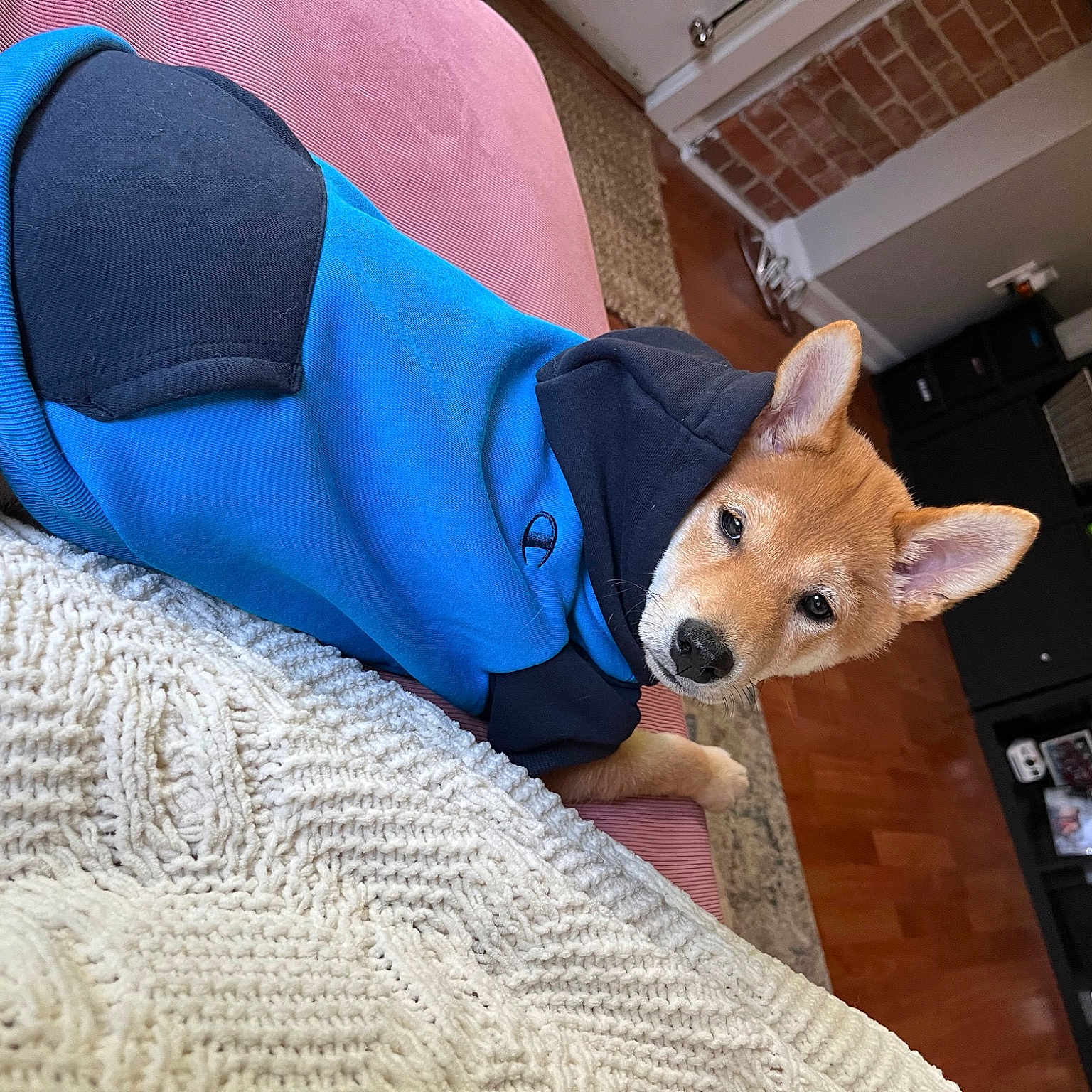 Kenji joined the competition — help win amazing prizes! carnivore, comfort, companion_dog, dog, dog_breed, electric_blue, fawn, fur, houseplant, human_leg, linens, mammal, plush, room, snout, stuffed_toy, textile, toy, whiskers, working_animal