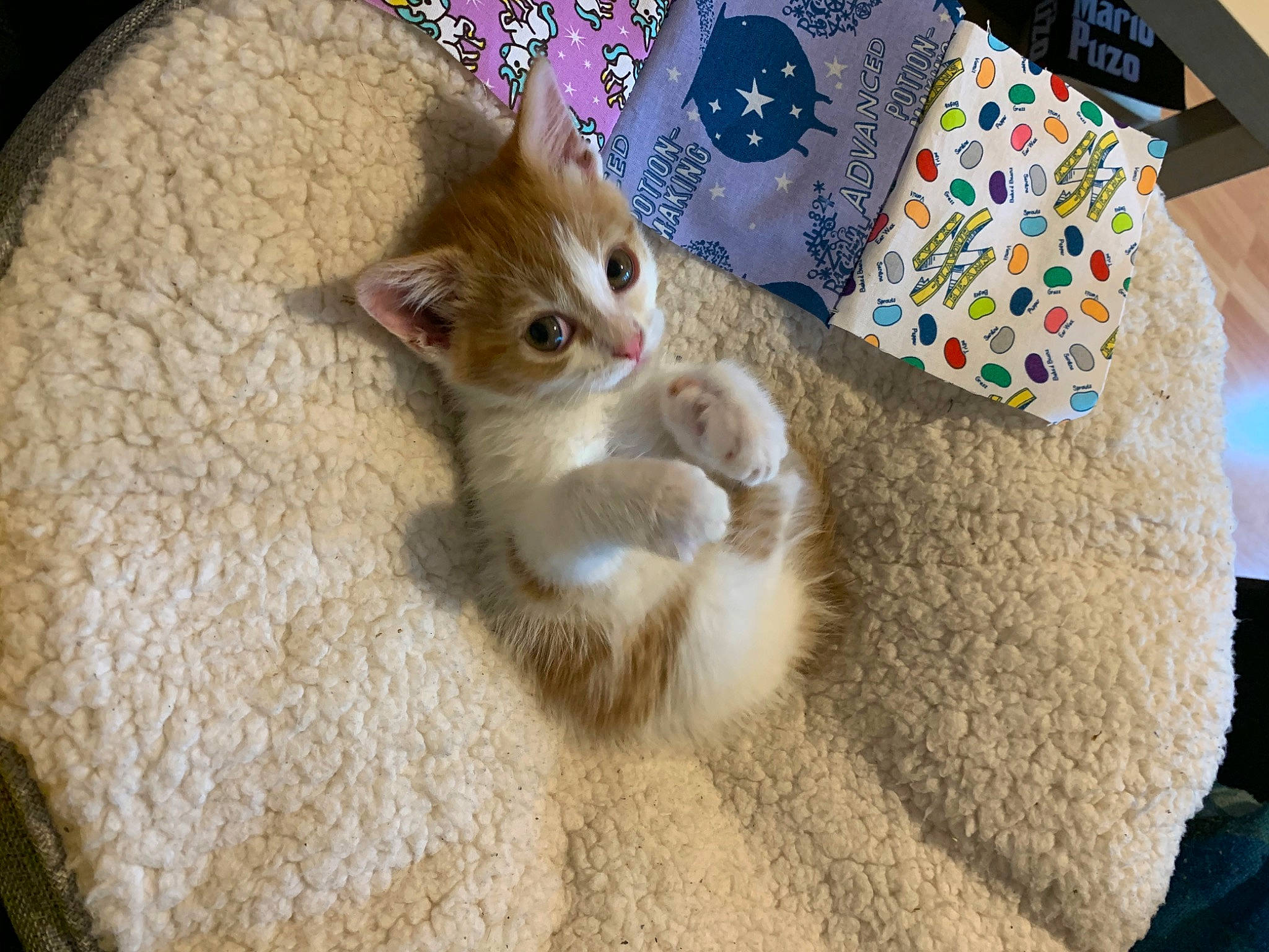 Artie is registered to the contest to win money with this photo: aegean_cat, asian, carnivore, cat, chausie, domestic_short_haired_cat, european_shorthair, fawn, felidae, fur, german_rex, kitten, mammal, polydactyl_cat, singapura, small_to_medium_sized_cats, somali, tabby_cat, tail, whiskers