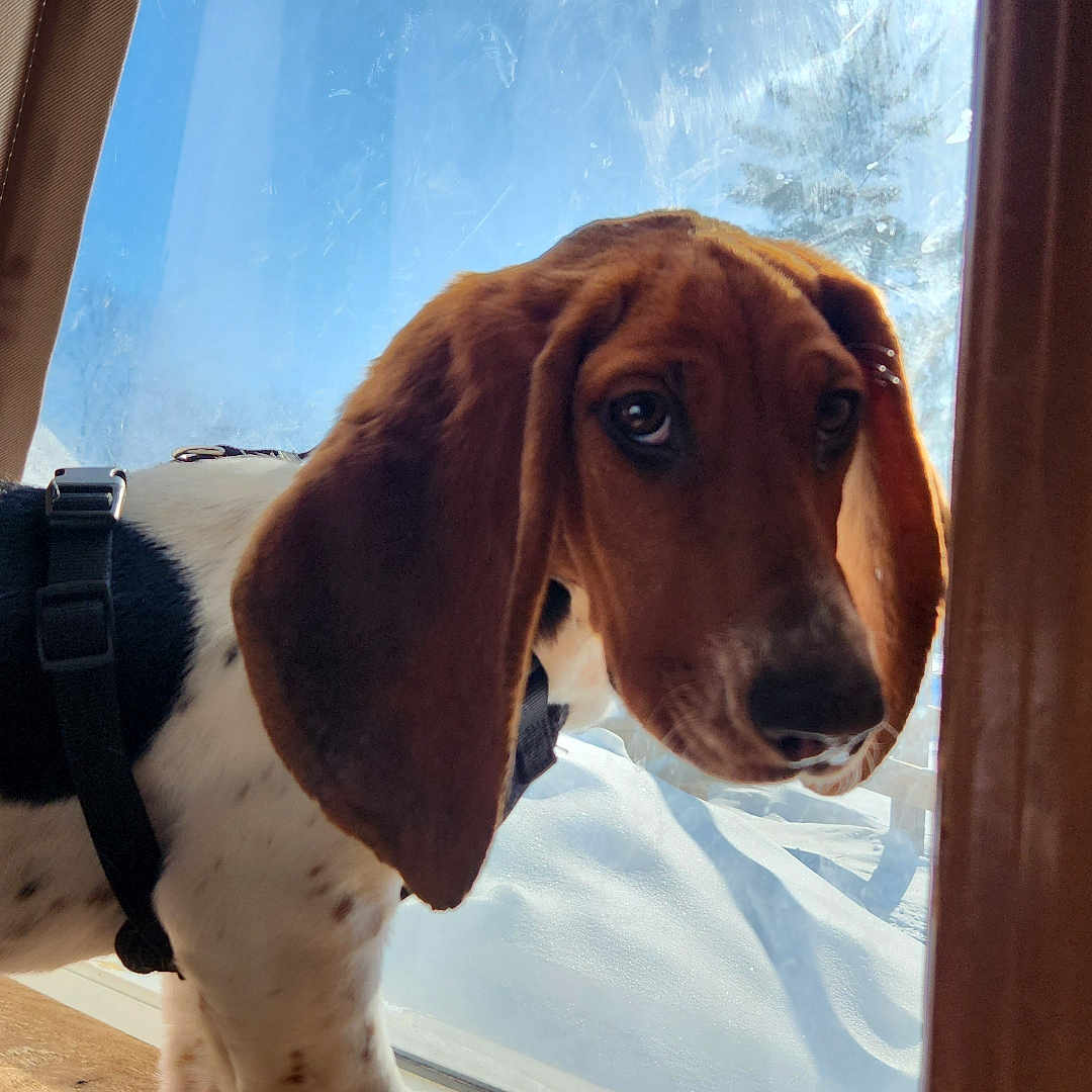 Luna joined the competition — help win amazing prizes! accessories, animal, beagle, canine, cockerspaniel, collar, dog, door, hardwood, hound, pet, plywood, pointer, puppy, snout, strap, whitedog, window, windowsill, wood