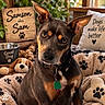 dog, portrait, close_up, pointy_ears, brown_fur, black_fur, tan_markings, animal, pet, collar, tag, indoor, cozy, blanket, dog_bed, stuffed_animal, paw_prints, wooden_sign, food_bowl, alert