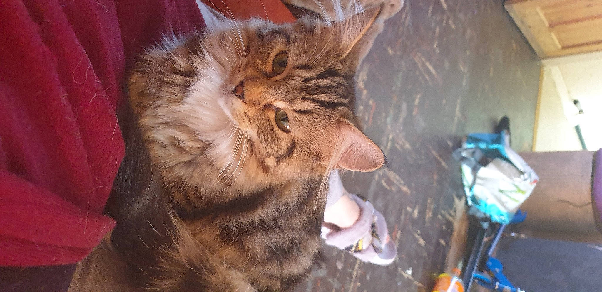 Dumpling joined the competition — help win amazing prizes! bobcat, carnivore, cat, claw, domestic_short_haired_cat, ear, eye, fang, fawn, felidae, fur, head, mammal, paw, small_to_medium_sized_cats, snout, tail, terrestrial_animal, vertebrate, whiskers