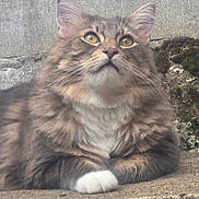 Floki is registered to the contest to win money with this photo: animal, cat, close_up, concrete, curious, ears, feline, fluffy, fur, golden_eyes, mammal, nature, outdoor, paws, pet, portrait, quiet, resting, stone, whiskers