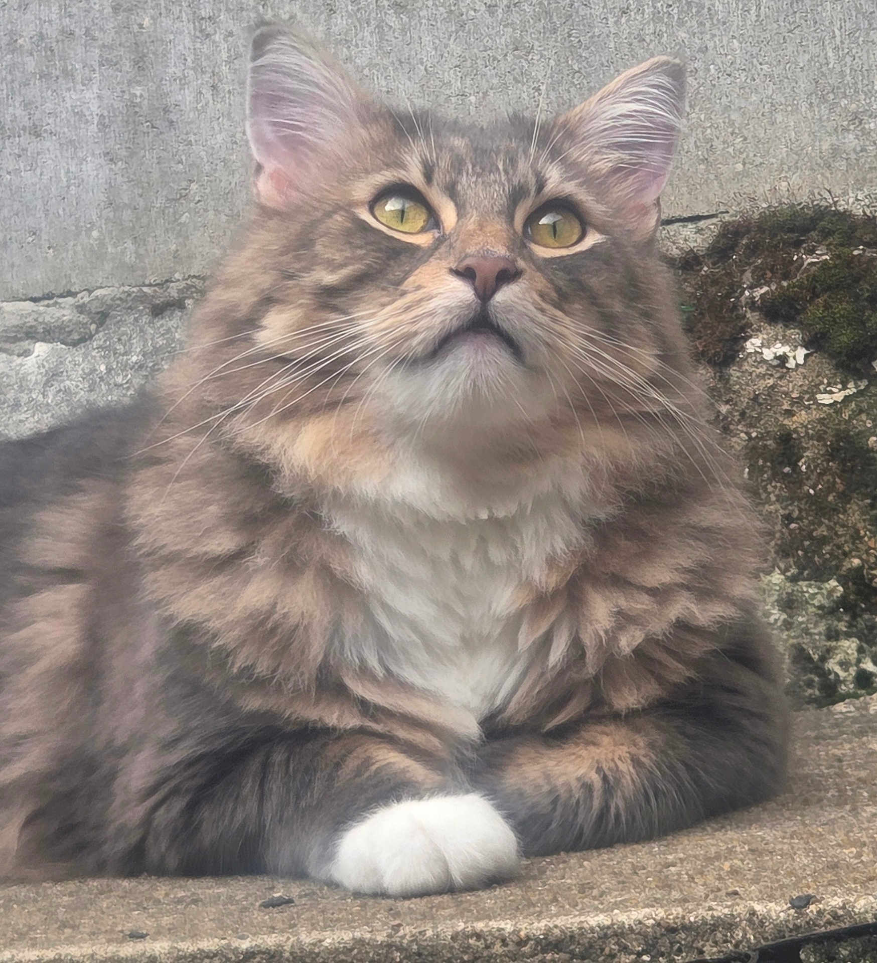 Floki