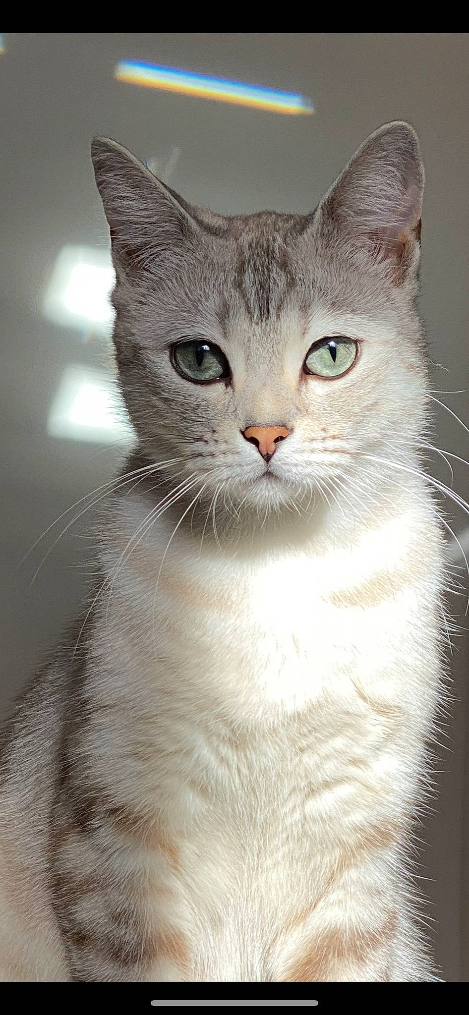 Abel joined the competition — help win amazing prizes! carnivore, cat, collar, domestic_short_haired_cat, fawn, felidae, fur, paw, pet_supply, small_to_medium_sized_cats, snout, tail, terrestrial_animal, whiskers, window