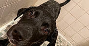 Ivy joined the competition — help win amazing prizes! dog, wet, shower, tiles, black_dog, pet, animal, bath, floor_drain, human_arm, tattoo, looking_up, tail, close_up, bathroom, water_droplets, curved_tail, tile_floor, tile_wall, cute