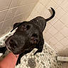 dog, wet, shower, tiles, black_dog, pet, animal, bath, floor_drain, human_arm, tattoo, looking_up, tail, close_up, bathroom, water_droplets, curved_tail, tile_floor, tile_wall, cute