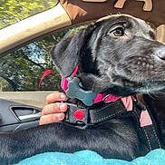 Ivy joined the competition — help win amazing prizes! dog, black_dog, collar, harness, car_interior, hand, window, seat, pet, animal, close_up, side_view, resting, canine, domestic_animal, comfort, furry, looking_away, brown_eyes, daylight
