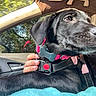 dog, black_dog, collar, harness, car_interior, hand, window, seat, pet, animal, close_up, side_view, resting, canine, domestic_animal, comfort, furry, looking_away, brown_eyes, daylight