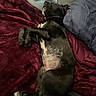 Ivy joined the competition — help win amazing prizes! dog, black_dog, lying_down, sleeping, blanket, plush_toy, heart, pillow, bed, cozy, relaxed, indoor, pet, fur, animal, cute, resting, mammal, comfort, snuggle
