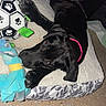Ivy joined the competition — help win amazing prizes! black_dog, puppy, toy, pet_bed, pink_collar, indoor, floor, playful, paw_print, soccer_ball, animal, pet, cute, lying_down, blue_toy, cozy, domestic, young_dog, fur, whiskers