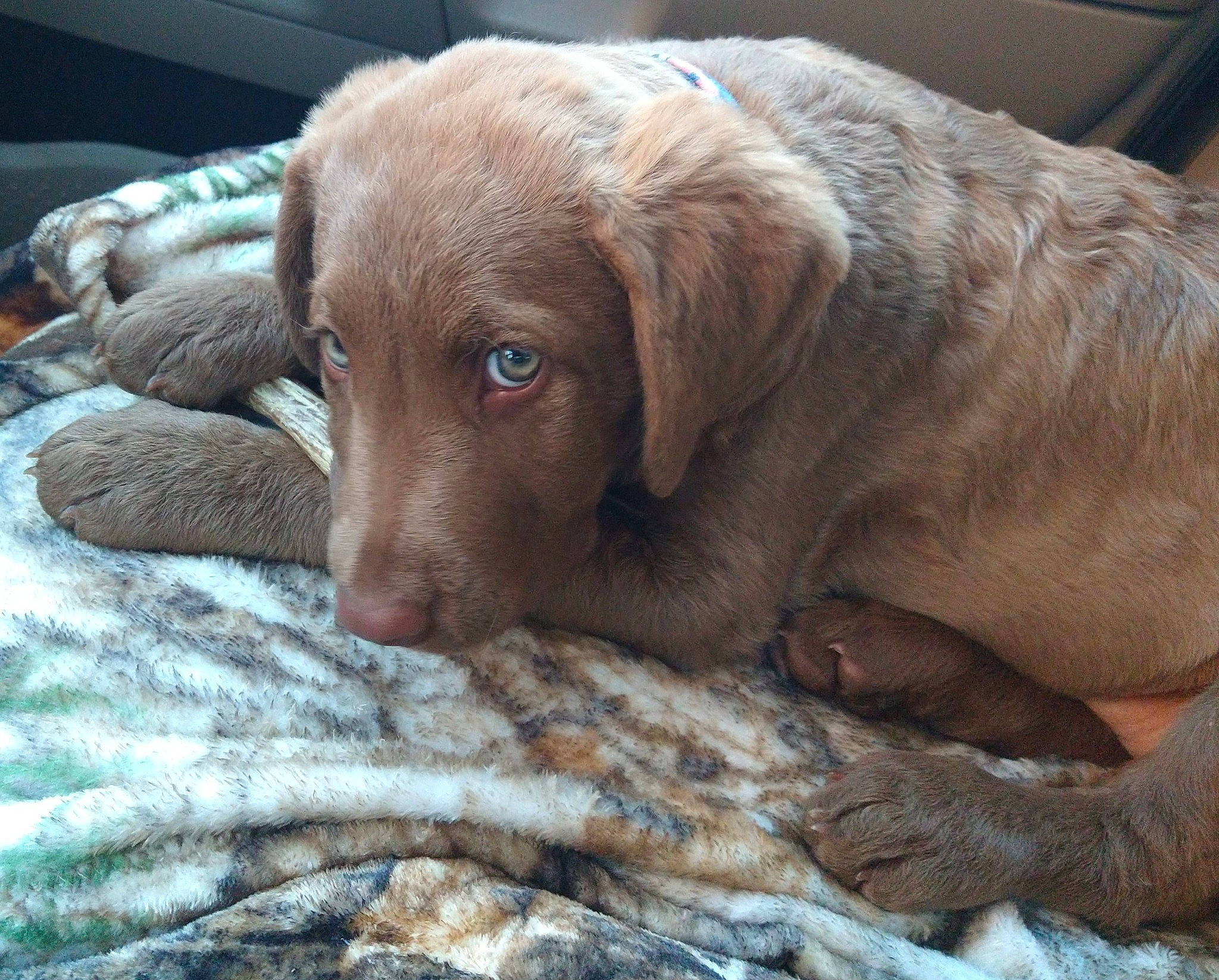 Luna joined the competition — help win amazing prizes! canidae, carnivore, comfort, companion_dog, dog, dog_breed, ear, fawn, fur, gun_dog, liver, pointing_breed, retriever, snout, sporting_group, terrestrial_animal, whiskers, working_animal, wrinkle