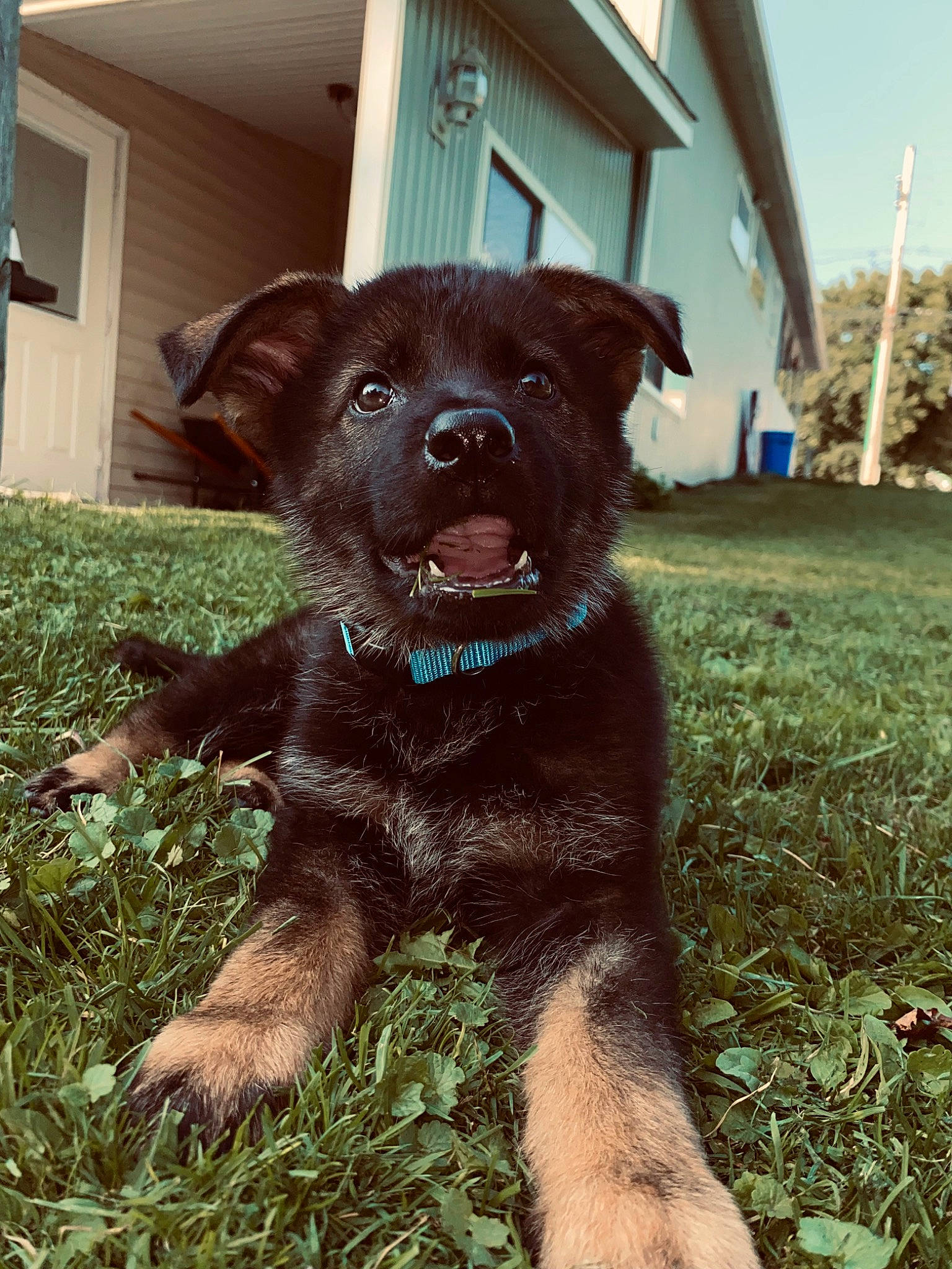 Echo joined the competition — help win amazing prizes! borador, carnivore, collar, companion_dog, dog, dog_breed, dog_collar, fur, grass, gun_dog, liver, plant, puppy, sky, sporting_group, tail, terrestrial_animal, window, working_animal, working_dog