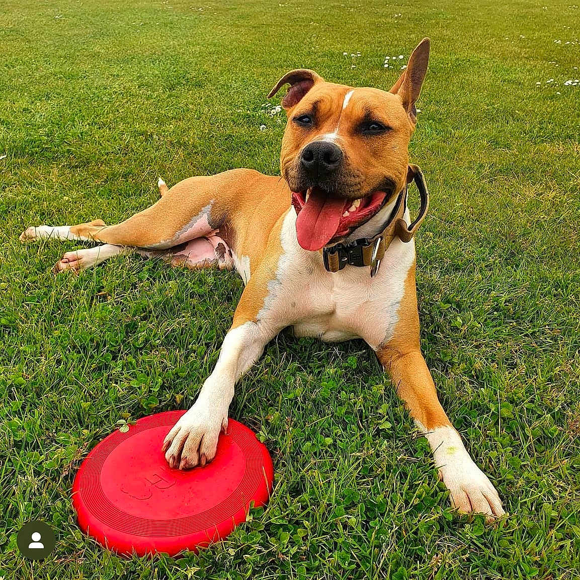 Phobos participe au concours pour gagner de l'argent avec cette photo : animal, boxer, bulldog, canine, dog, face, frisbee, grass, head, hound, lawn, outdoors, person, pet, photography, pitbull, plant, portrait, puppy, toy