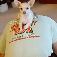 Oliver joined the competition — help win amazing prizes! animal, back_view, belt, carpet, casual_clothing, chihuahua, cute, decor, dog, indoor, lamp, person, pet, photo_frames, plush_toys, small_dog, table, tshirt, white_dog, wood_paneling