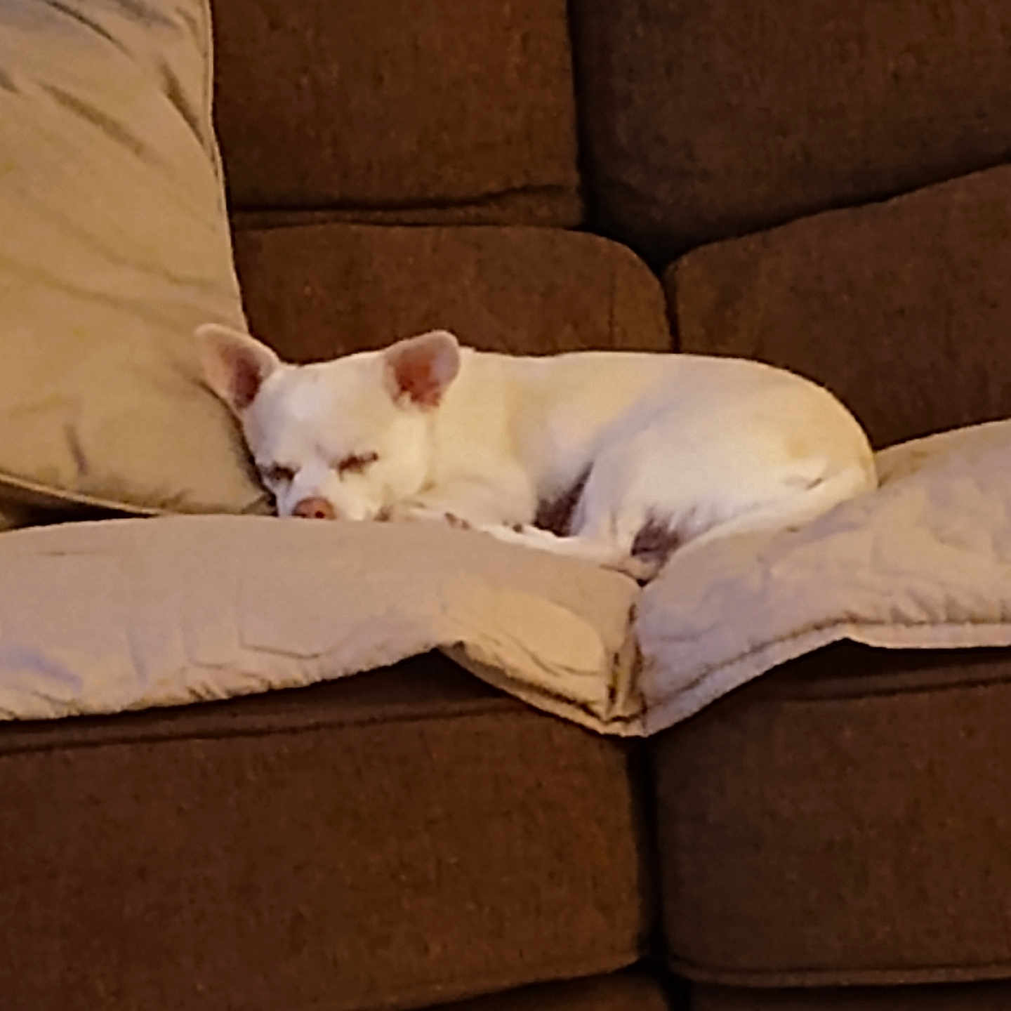 Oliver joined the competition — help win amazing prizes! brown_couch, canine, comfort, couch, cozy, cute, dog, domestic_animal, furniture, indoor, living_room, nap, pet, pillow, quiet, relaxation, resting, sleeping, small_dog, white_dog