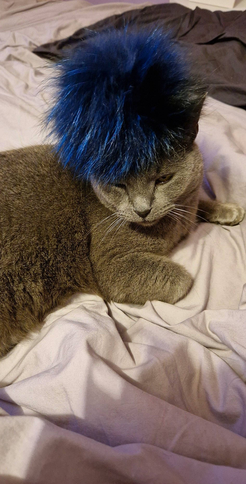 Aslan a rejoint le concours — aidez-le/la à gagner de superbes lots ! carnivore, cat, claw, comfort, domestic_short_haired_cat, electric_blue, felidae, fur, grey, linens, nap, paw, small_to_medium_sized_cats, snout, tail, terrestrial_animal, textile, whiskers