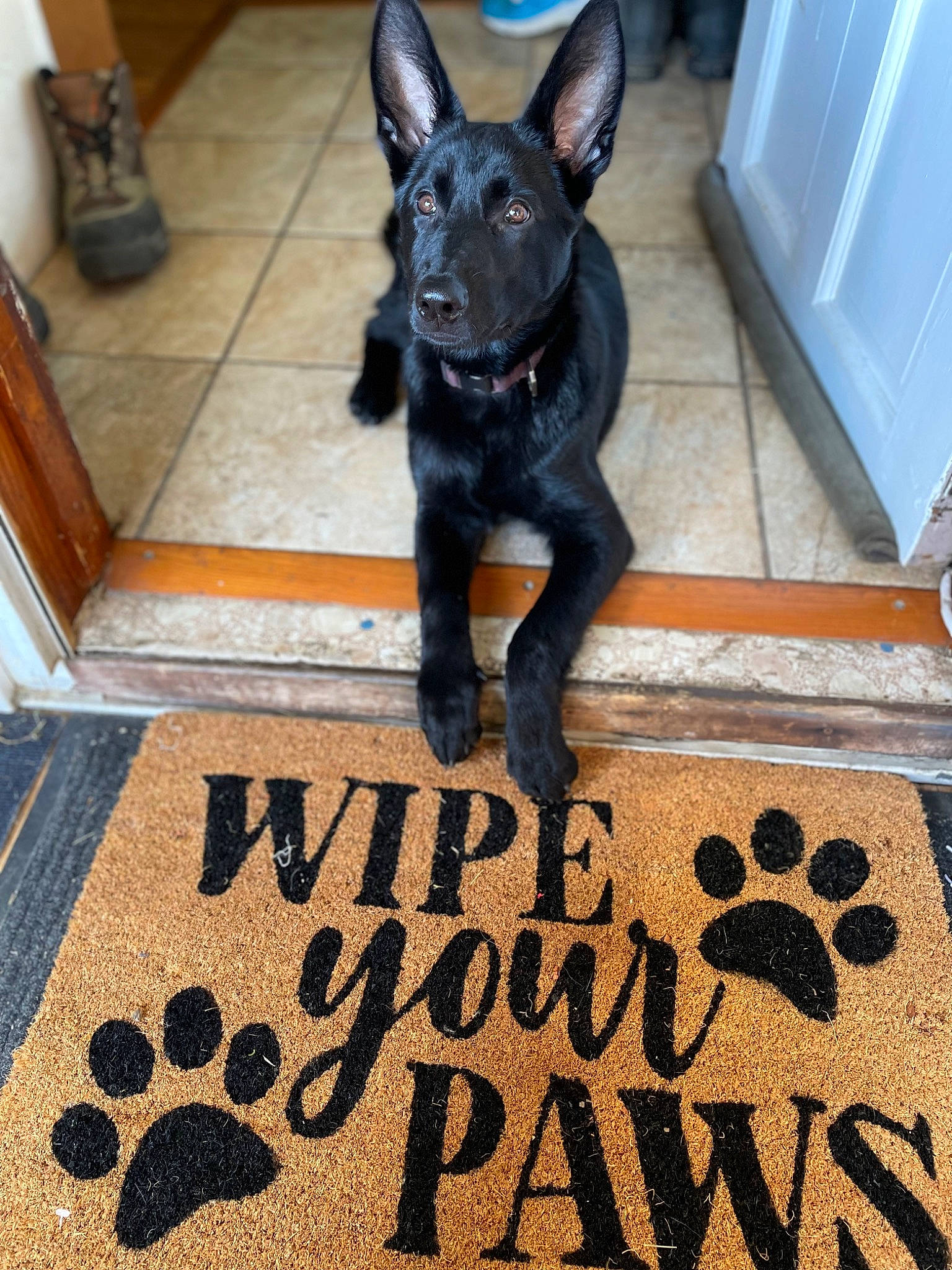 Dahlia is registered to the contest to win money with this photo: carnivore, companion_dog, dog, dog_breed, dog_collar, dog_supply, door_mat, fawn, floor, flooring, font, hardwood, pet_supply, snout, sporting_group, tail, toy_dog, whiskers, wood, working_animal